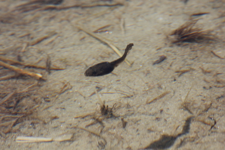 蝌蚪和它的影子在池塘里游泳