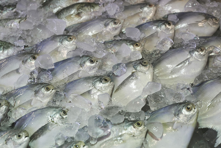 鲳鱼鱼封面加冰鲳鱼炸黑鲳鱼鲳鱼银鲳鱼在白色背景上的鲳鱼白底亚洲炸