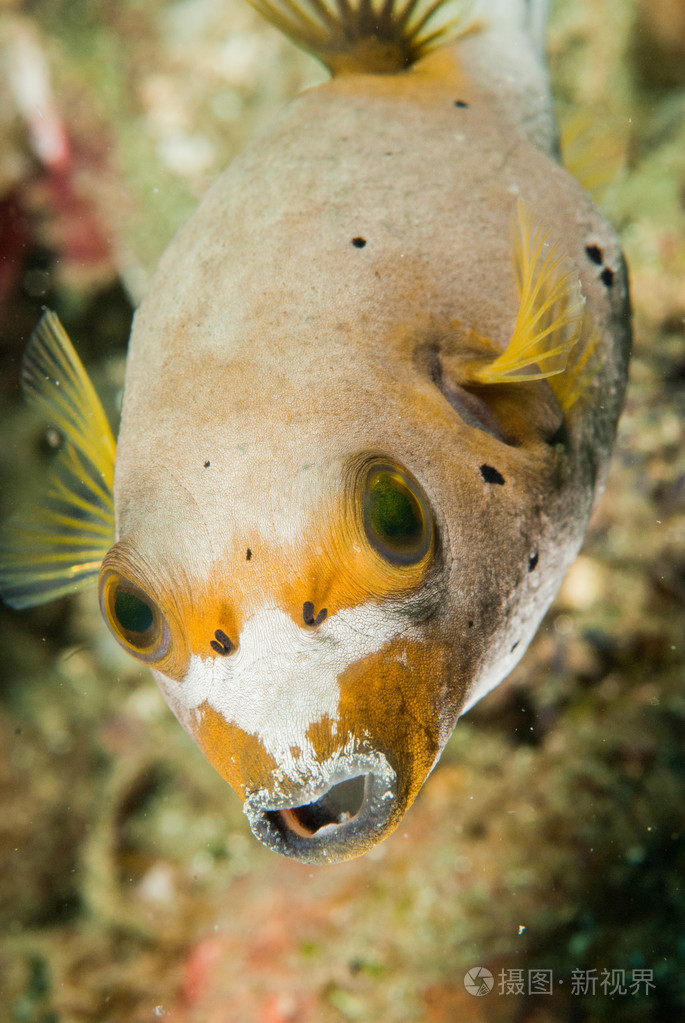 blackspotted河豚在安汶印度尼西亚马鲁古群岛的水下照片