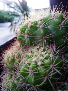 仙人掌植物