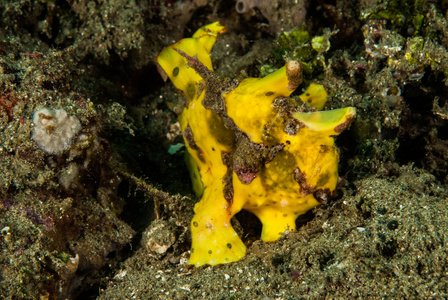 科尔曼虾火海胆在安汶，印度尼西亚马鲁古群岛的水下照片