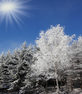 在阿尔卑斯山的雪林