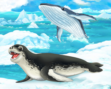 海豹和鲸鱼照片