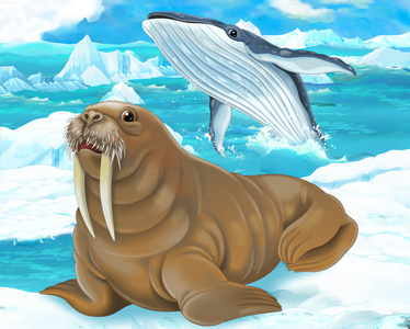 动漫梦幻鲸海象和鲸鱼照片