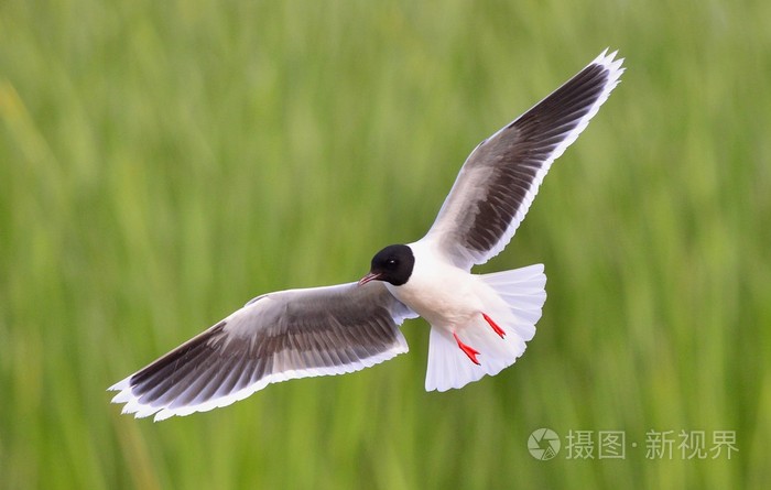 飞鸥海鸥