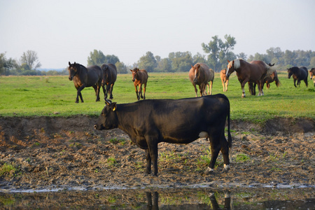 马 牛和公牛领域