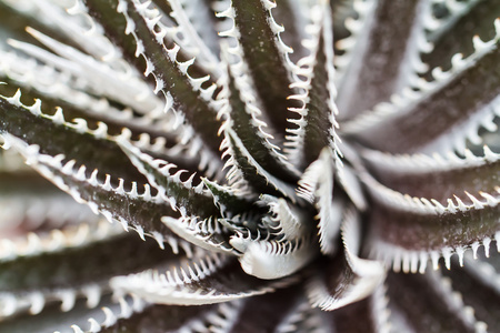 Dyckia 宏射击