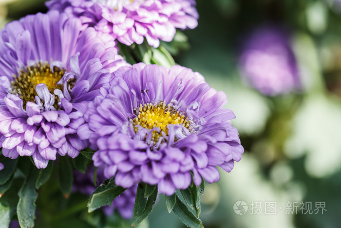 花园里的菊花花