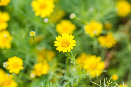 dahlberg 雏菊花