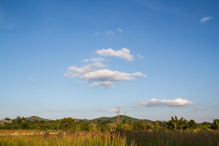 草花与天空背景