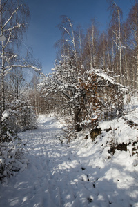 雪域景观
