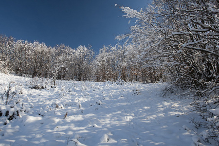 雪域景观