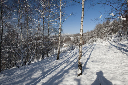 雪域景观