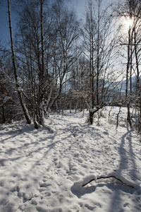 雪域景观