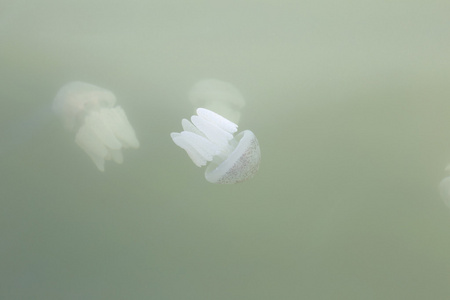 水母在浅水区