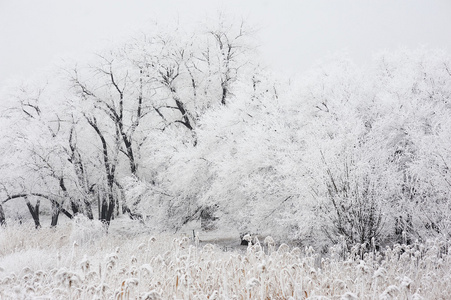 在雪中的树木。景观