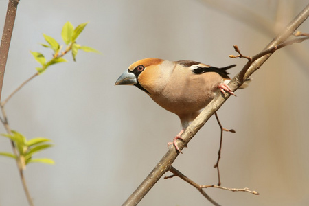 男性 hawfinch