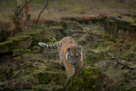 走在丛林里的可爱的虎崽图片