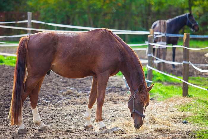 白色的纯种马的画像