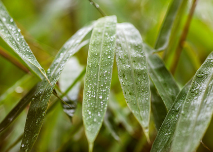 叶子在雨后的丛林