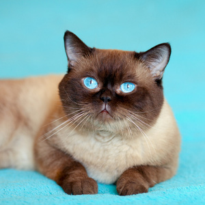 蓝眼睛暹罗猫