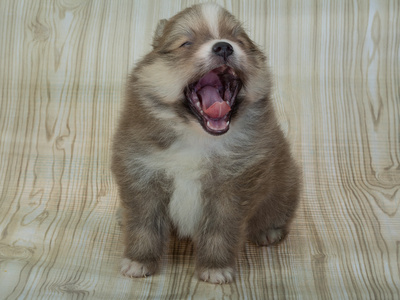 博美犬施皮茨摆姿势