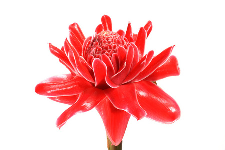 etlingera 丽格的朵红色的花