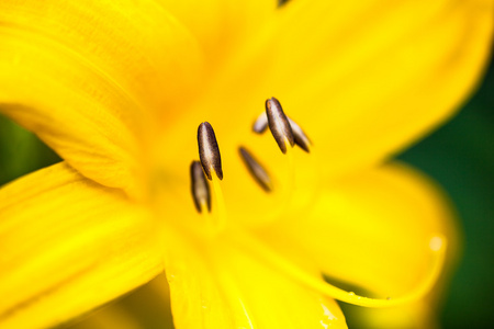 盛开的黄色百合花卉的特写