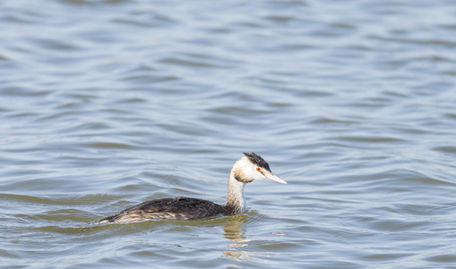 鷉，podiceps cristatus