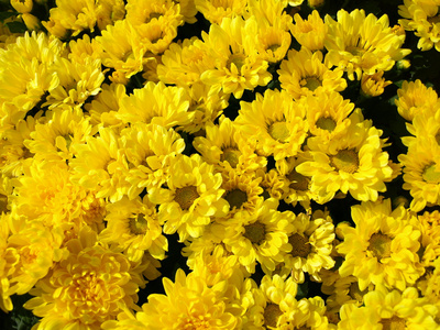 黄色菊花的床