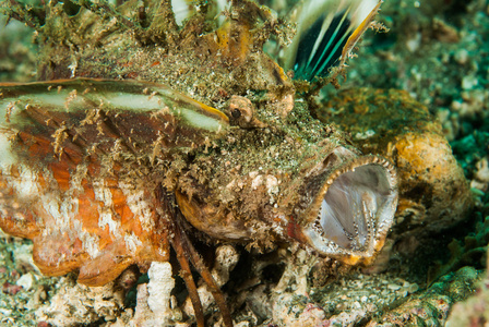 多刺的章鱼蚰鱼在安汶，印度尼西亚马鲁古群岛的水下照片