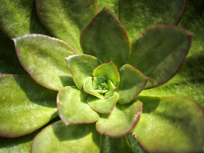 仙人掌植物关闭