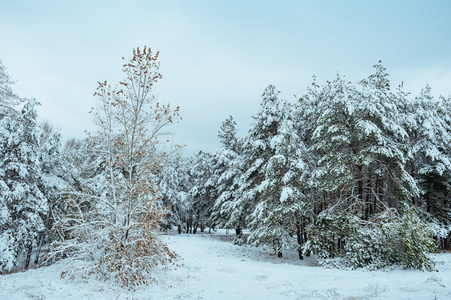 新的一年中冬季森林树。美丽的冬天景观与雪覆盖树木。树木覆盖着霜和雪。美丽的冬天景观。冰雪覆盖的树分支。冬天背景