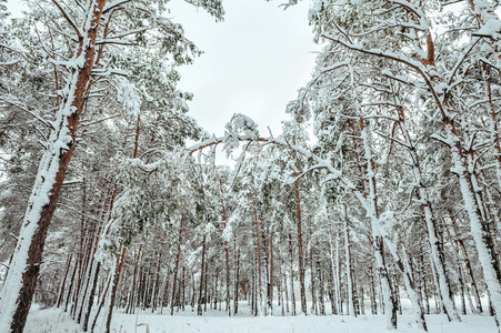 新的一年中冬季森林树。美丽的冬天景观与雪覆盖树木。树木覆盖着霜和雪。美丽的冬天景观。冰雪覆盖的树分支。冬天背景
