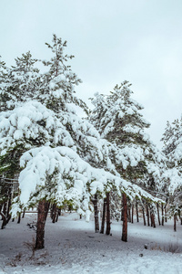 新的一年中冬季森林树。美丽的冬天景观与雪覆盖树木。树木覆盖着霜和雪。美丽的冬天景观。冰雪覆盖的树分支。冬天背景