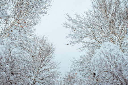 新的一年中冬季森林树。美丽的冬天景观与雪覆盖树木。树木覆盖着霜和雪。美丽的冬天景观。冰雪覆盖的树分支。冬天背景