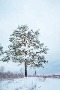 新的一年中冬季森林树。美丽的冬天景观与雪覆盖树木。树木覆盖着霜和雪。美丽的冬天景观。冰雪覆盖的树分支。冬天背景