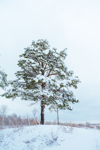 新的一年中冬季森林树。美丽的冬天景观与雪覆盖树木。树木覆盖着霜和雪。美丽的冬天景观。冰雪覆盖的树分支。冬天背景
