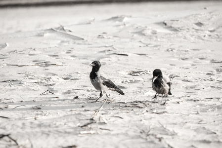 走在沙滩上的沙子复古复古的乌鸦