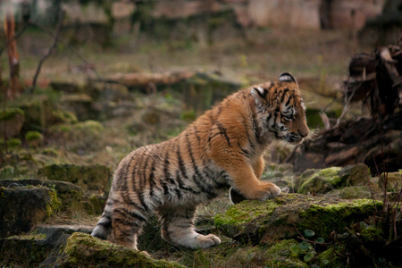 走在丛林里的可爱的虎崽