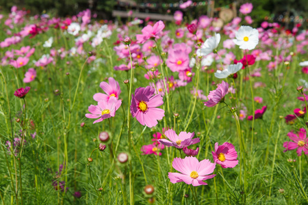 在花园波斯菊花卉