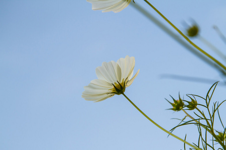 在花园波斯菊花卉