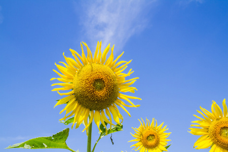 花园里的太阳花