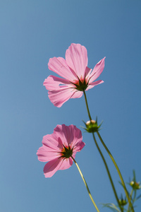 在花园波斯菊花卉