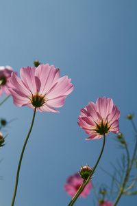 在花园波斯菊花卉