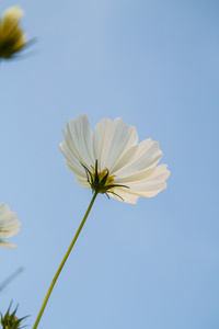 在花园波斯菊花卉