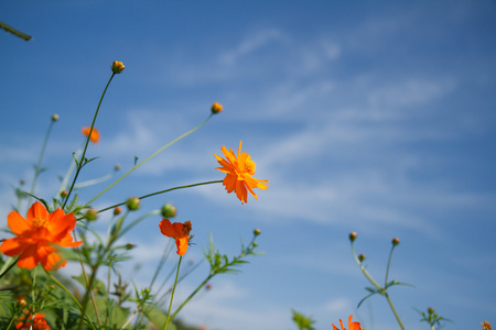 黄波斯菊花园里的花