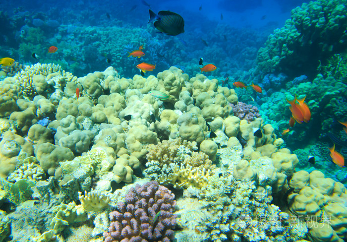 与鱼水下全景