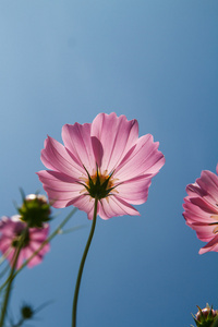 在花园波斯菊花卉