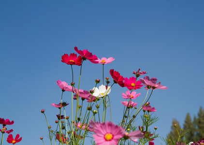 在花园波斯菊花卉